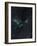 Star Sign - Capricorn, 2016-Vincent Alexander Booth-Framed Premium Giclee Print