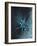 Star Sign - Geminii, 2016-Vincent Alexander Booth-Framed Giclee Print