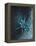 Star Sign - Geminii, 2016-Vincent Alexander Booth-Framed Premier Image Canvas