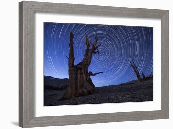 Star Trails Above an Ancient Bristlecone Pine Tree, California-null-Framed Photographic Print
