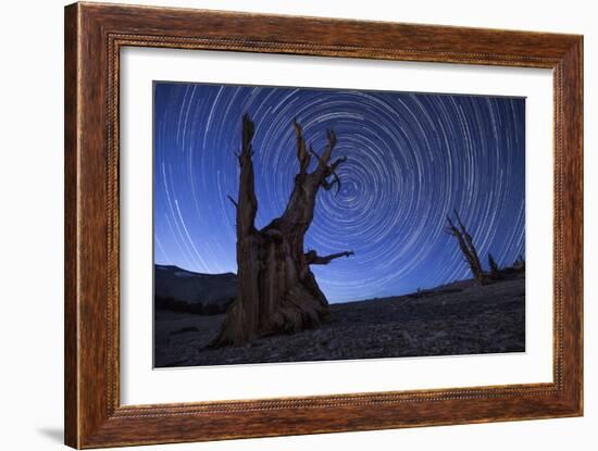 Star Trails Above an Ancient Bristlecone Pine Tree, California-null-Framed Photographic Print