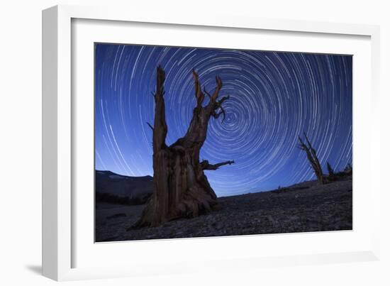 Star Trails Above an Ancient Bristlecone Pine Tree, California-null-Framed Photographic Print