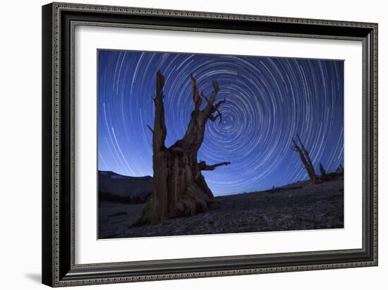 Star Trails Above an Ancient Bristlecone Pine Tree, California-null-Framed Photographic Print