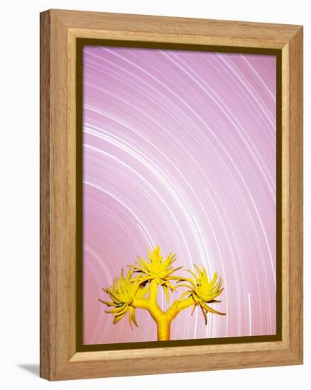 Star Trails and Aloe Tree-Michele Westmorland-Framed Premier Image Canvas