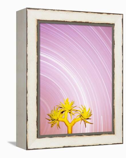 Star Trails and Aloe Tree-Michele Westmorland-Framed Premier Image Canvas