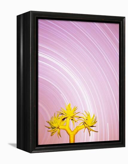 Star Trails and Aloe Tree-Michele Westmorland-Framed Premier Image Canvas