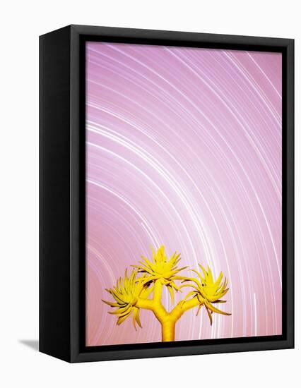 Star Trails and Aloe Tree-Michele Westmorland-Framed Premier Image Canvas