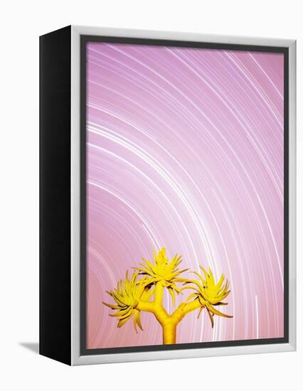 Star Trails and Aloe Tree-Michele Westmorland-Framed Premier Image Canvas