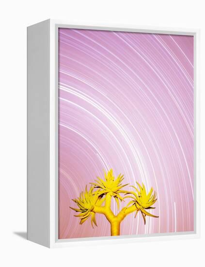 Star Trails and Aloe Tree-Michele Westmorland-Framed Premier Image Canvas