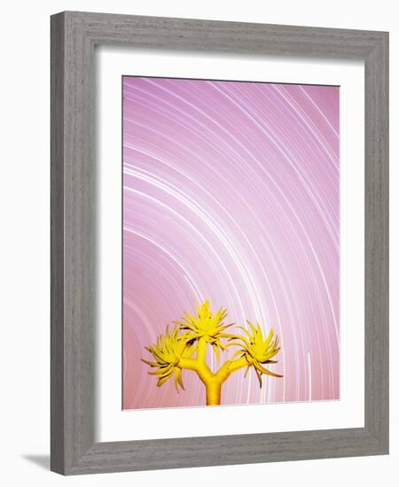 Star Trails and Aloe Tree-Michele Westmorland-Framed Photographic Print