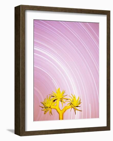 Star Trails and Aloe Tree-Michele Westmorland-Framed Photographic Print