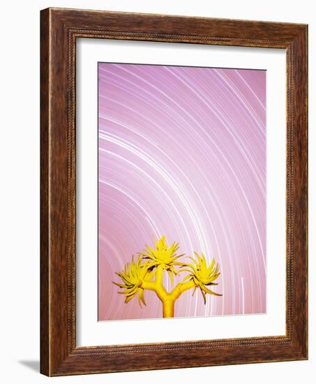 Star Trails and Aloe Tree-Michele Westmorland-Framed Photographic Print