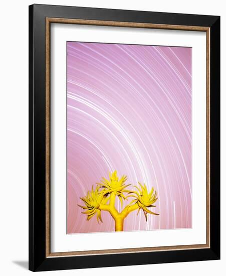 Star Trails and Aloe Tree-Michele Westmorland-Framed Photographic Print