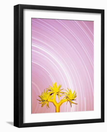 Star Trails and Aloe Tree-Michele Westmorland-Framed Photographic Print
