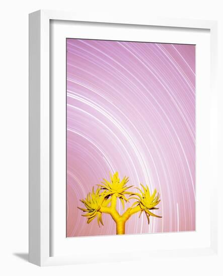 Star Trails and Aloe Tree-Michele Westmorland-Framed Photographic Print