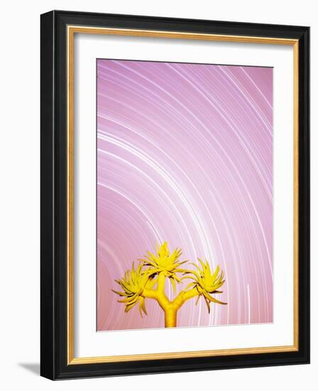 Star Trails and Aloe Tree-Michele Westmorland-Framed Photographic Print