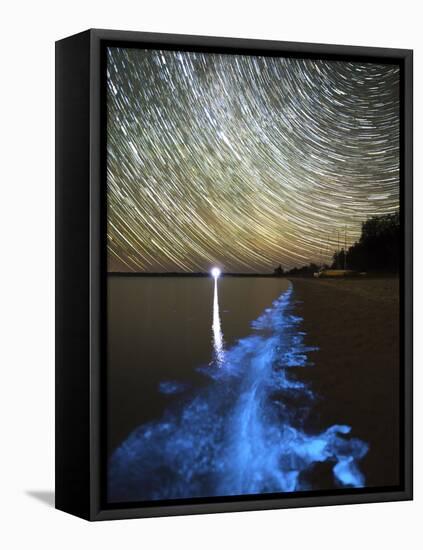 Star Trails And Bioluminescence, Gippsland Lakes, Australia-Stocktrek Images-Framed Premier Image Canvas