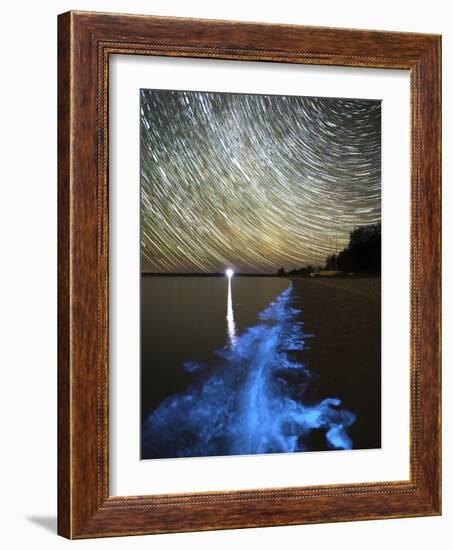 Star Trails And Bioluminescence, Gippsland Lakes, Australia-Stocktrek Images-Framed Photographic Print