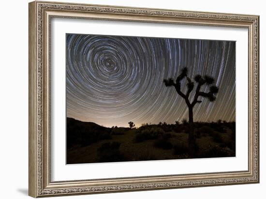 Star Trails and Joshua Trees in Joshua Tree National Park, California-null-Framed Photographic Print