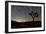 Star Trails and Joshua Trees in Joshua Tree National Park, California-null-Framed Photographic Print