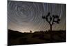 Star Trails and Joshua Trees in Joshua Tree National Park, California-null-Mounted Photographic Print