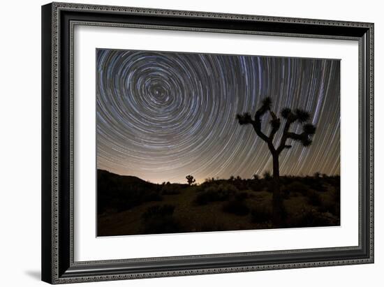 Star Trails and Joshua Trees in Joshua Tree National Park, California-null-Framed Photographic Print