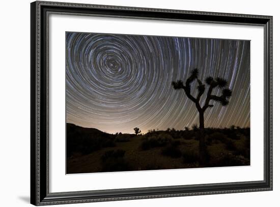 Star Trails and Joshua Trees in Joshua Tree National Park, California-null-Framed Photographic Print