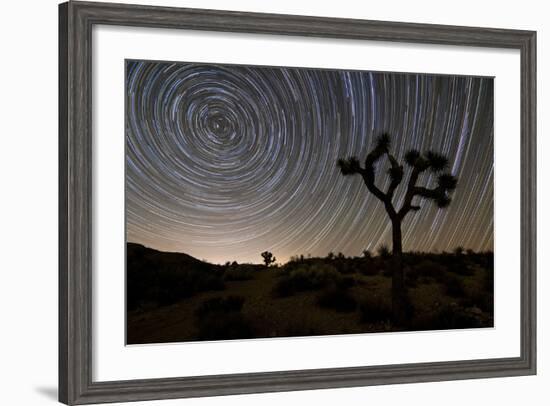 Star Trails and Joshua Trees in Joshua Tree National Park, California-null-Framed Photographic Print