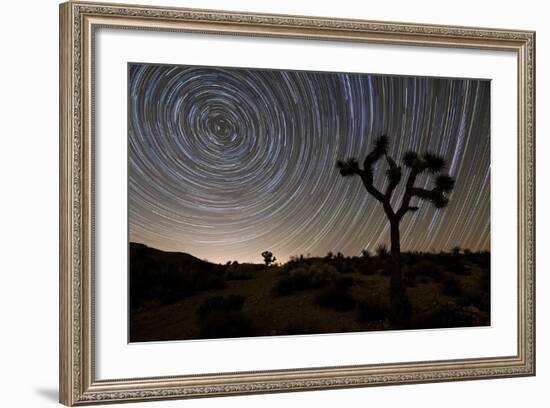 Star Trails and Joshua Trees in Joshua Tree National Park, California-null-Framed Photographic Print