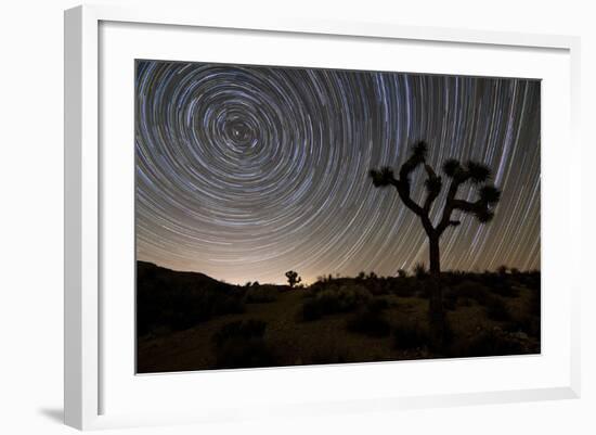 Star Trails and Joshua Trees in Joshua Tree National Park, California-null-Framed Photographic Print