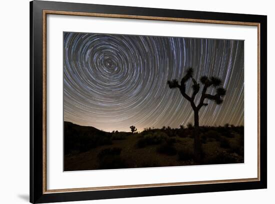 Star Trails and Joshua Trees in Joshua Tree National Park, California-null-Framed Photographic Print