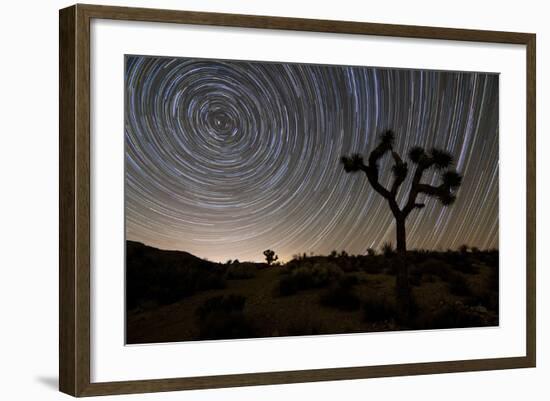 Star Trails and Joshua Trees in Joshua Tree National Park, California-null-Framed Photographic Print