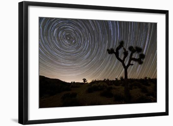 Star Trails and Joshua Trees in Joshua Tree National Park, California-null-Framed Photographic Print