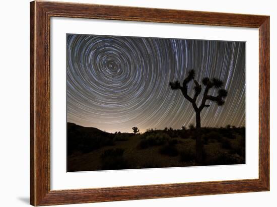 Star Trails and Joshua Trees in Joshua Tree National Park, California-null-Framed Photographic Print