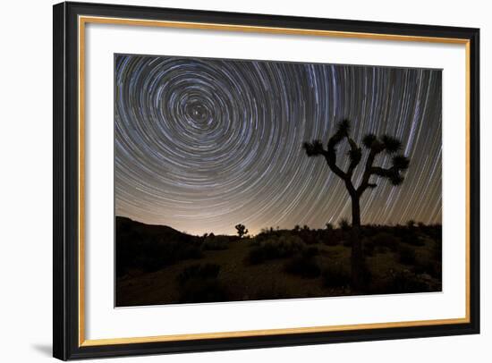 Star Trails and Joshua Trees in Joshua Tree National Park, California-null-Framed Photographic Print