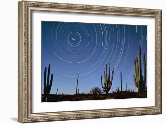 Star Trails Over Cacti-David Nunuk-Framed Photographic Print