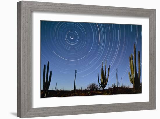 Star Trails Over Cacti-David Nunuk-Framed Photographic Print