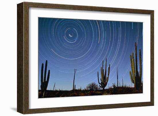 Star Trails Over Cacti-David Nunuk-Framed Photographic Print