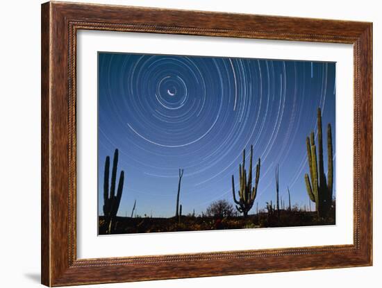 Star Trails Over Cacti-David Nunuk-Framed Photographic Print