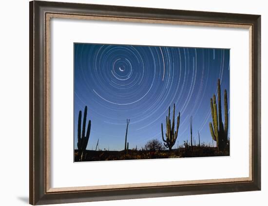Star Trails Over Cacti-David Nunuk-Framed Photographic Print
