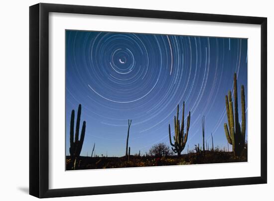 Star Trails Over Cacti-David Nunuk-Framed Photographic Print