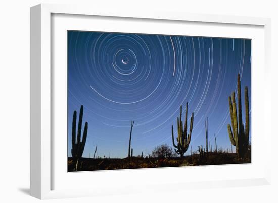 Star Trails Over Cacti-David Nunuk-Framed Photographic Print