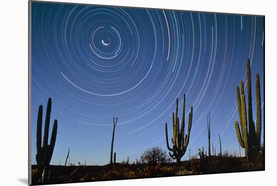 Star Trails Over Cacti-David Nunuk-Mounted Photographic Print