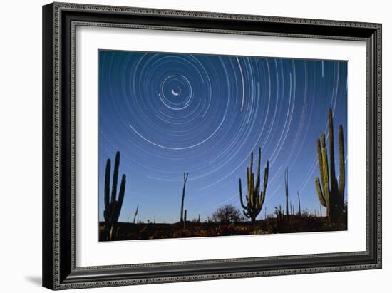 Star Trails Over Cacti-David Nunuk-Framed Photographic Print