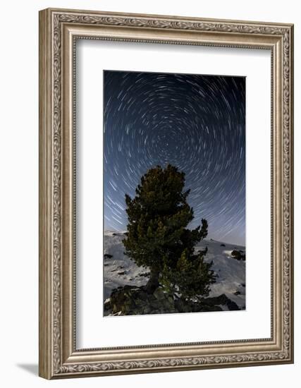 Star Trails with Pine in the Portrait in Winter-Niki Haselwanter-Framed Photographic Print