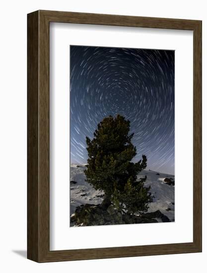 Star Trails with Pine in the Portrait in Winter-Niki Haselwanter-Framed Photographic Print