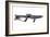 Star Trek Mark I Phaser Rifle, Made for 'Star Trek: First Contact', C.1996-American School-Framed Photographic Print