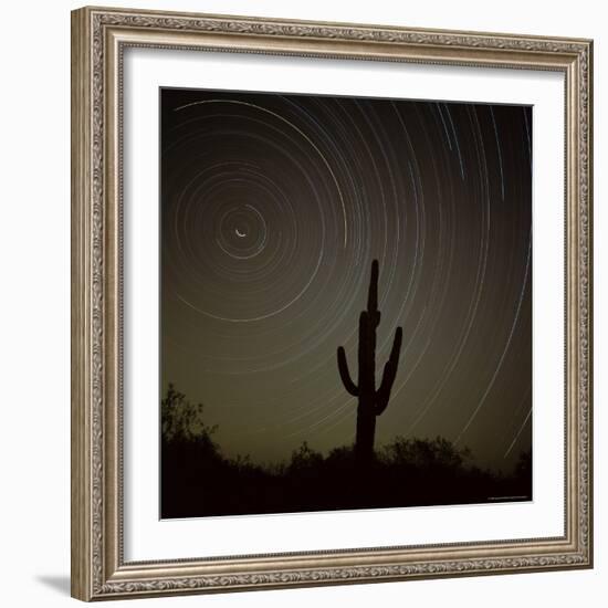 Star Trek Over Cacti, Tracing Stars as They Move Round North Star, Tucson, Arizona, USA-Tony Gervis-Framed Photographic Print