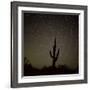 Star Trek Over Cacti, Tracing Stars as They Move Round North Star, Tucson, Arizona, USA-Tony Gervis-Framed Photographic Print