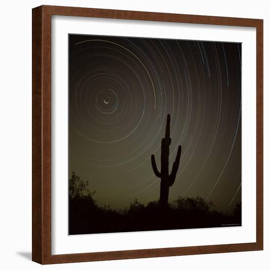 Star Trek Over Cacti, Tracing Stars as They Move Round North Star, Tucson, Arizona, USA-Tony Gervis-Framed Photographic Print